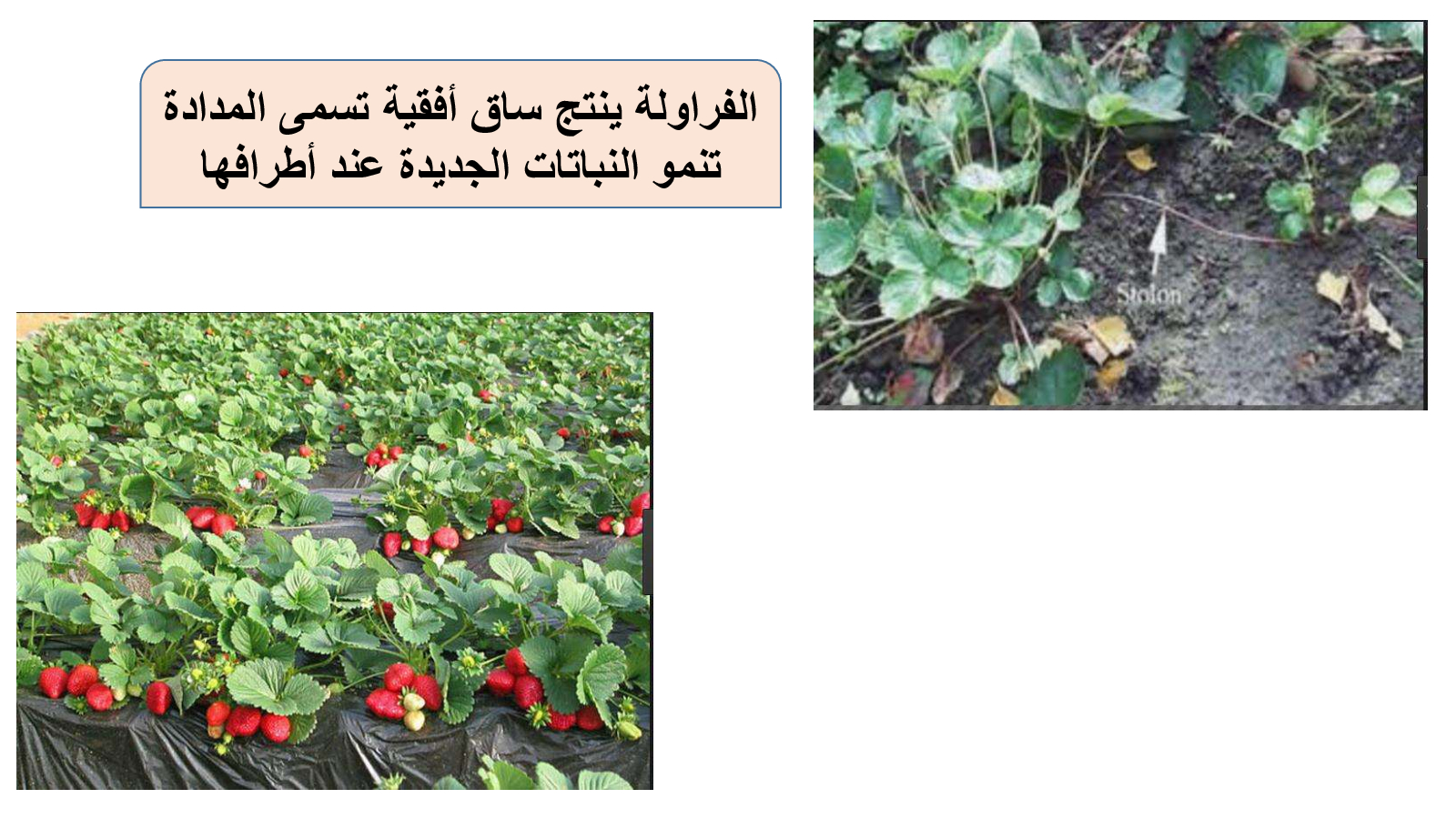 من16