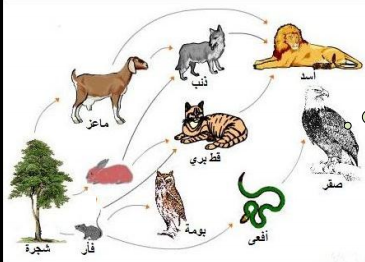 يوضح الرسم البياني ادناه سلسله غذائيه اي الحيوانات التاليه هو الفريسه وايها هو المفترس