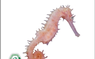 كتاب الطالب المجلد الثاني العلوم المتكاملة الصف الخامس بريدج الفصل الدراسي الثاني 2025-2026