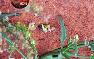 كتاب الطالب المجلد الثالث الدراسات الإجتماعية والتربية الوطنية الصف الخامس الفصل الدراسي الثالث 2025-2026