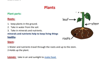 ملخص درس Plants العلوم منهج انجليزي الصف الثاني