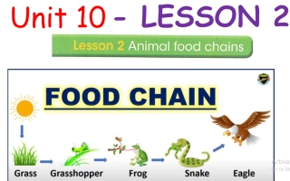 حل درس animal food chains اللغة الإنجليزية الصف السادس