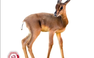 كتاب الطالب المجلد الثاني العلوم المتكاملة الصف الأول بريدج الفصل الدراسي الثاني 2025-2026