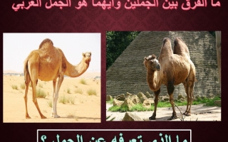 درس الجمل وتحول الصحراء الدراسات الإجتماعية والتربية الوطنية الصف الثاني عشر الفصل الثالث