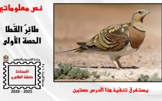 حل درس طائر القطا لغة عربية الصف السابع